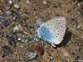 Polyommatus ponticus ()